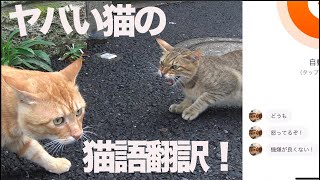 病院が騒然!?ヤバい猫の猫語翻訳に挑む The ex-boss cat and ‎'MeowTalk Cat Translator'