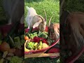 corey at the rylee ranch today on the menu a wheelbarrow of fruits and veggies for the goats asmr