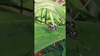 Stilt-legged Fly Mating Video #shorts