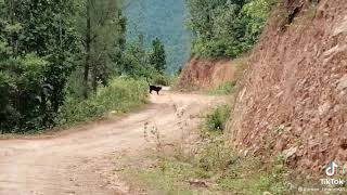 Black panther (melanistic leopard) black leopard found in Nepal