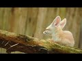 fennec fox stock footage 77 deep into wild