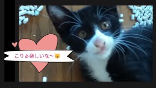 仔猫あるあるだけど👀😱楽しいよ〜🐾🦜 №177