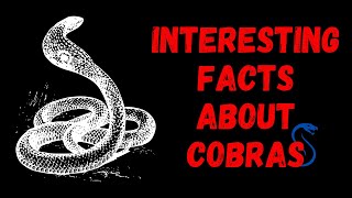 Cobra Revealed: Exploring the Secrets and Surprising Facts