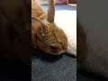 【うさぎカフェ】クッションのお世話に一生懸命です　 shorts うさぎカフェ うさぎ bunny