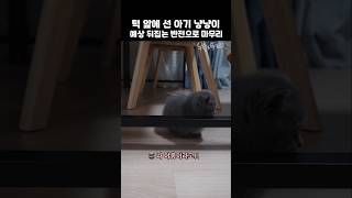 턱 앞에 선 아기 냥냥이 예상 뒤집는 반전으로 마무리