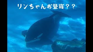 リンちゃんお昼寝？？　　　　　　名古屋港水族館