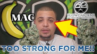 Banana Mac from Flow Gardens... This is TOO STRONG for Me!! | CBD Hemp Flower Review