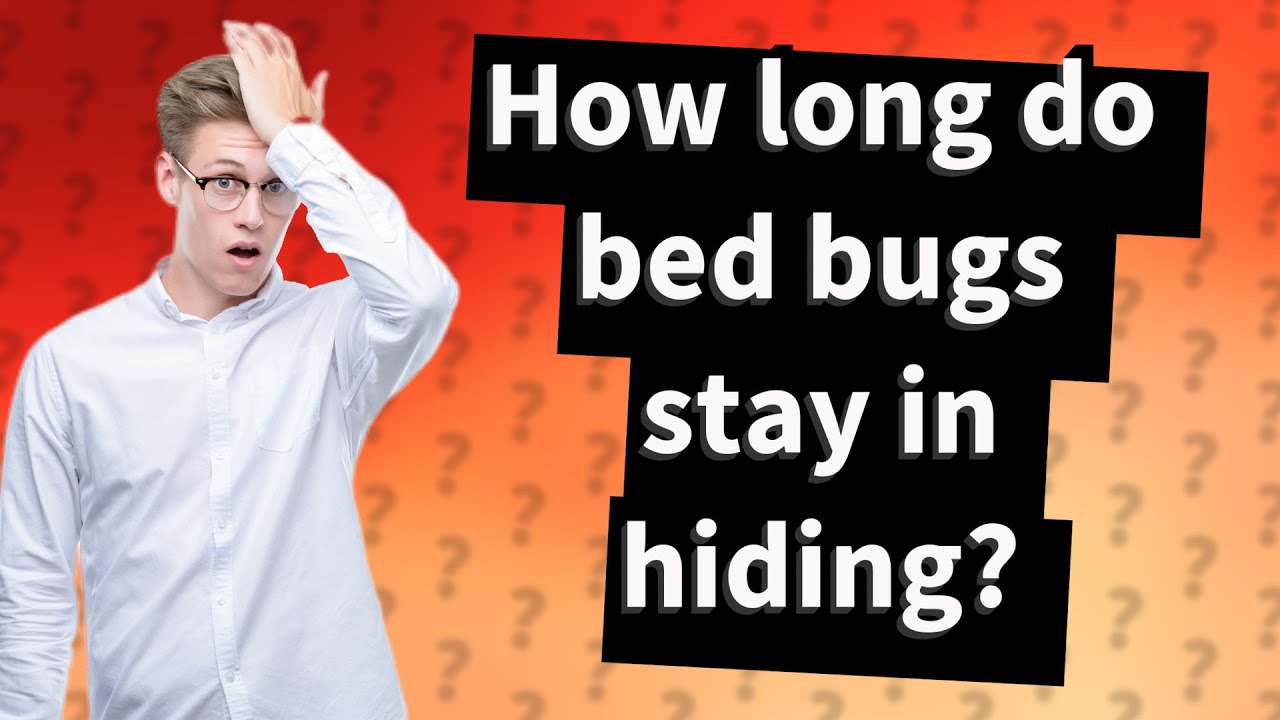 How Long Do Bed Bugs Stay In Hiding? - YouTube