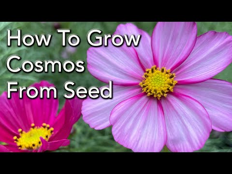 Are Cosmos easy to grow from seed?