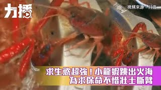 求生慾超強！小龍蝦跳出「火海」 為求保命不惜「壯士斷臂」