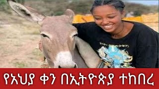 በኢትዮጵያ የአህያ ቀን በሀዋሳ ተከበረ ኢትዮጵያ 8.8 ሚልዮን አህያ አለ Donkey Day is celebrated in Ethiopia in @comedianeshetu