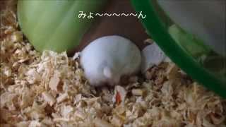 はみ出すハムケツ Protruding Hamster Rear Ends