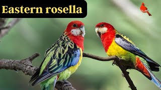 All About the Eastern Rosella | Diet, Lifespan, Friendliness, and Speech Ability