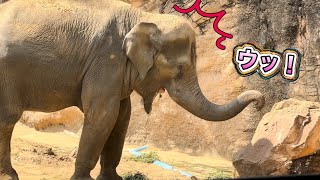 今日はガッツいて食べるママに肝を冷やされました🐘😅　9月26日 上野動物園