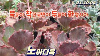 노아다육5/묵둥이/착한국민이/두둘이/하월시아/택배010 9884 1044 (korean succulent plants)