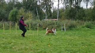 2022.09.18 Grundhandling agility - slalomträning utan bågar.