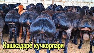 Кузи кучкорлар!