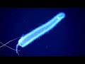 10 Weird Deep Ocean Creatures Found by ROVs in the Gulf of Mexico