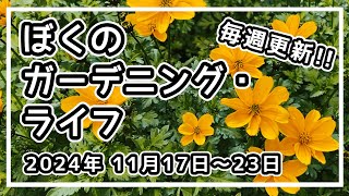 【防寒対策・多肉植付け・メダカ】【11月17日～23日 2024年】ぼくのガーデニング・ライフ