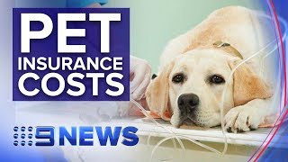 Australians spend $500 million on insurance for their pets | Nine News Australia