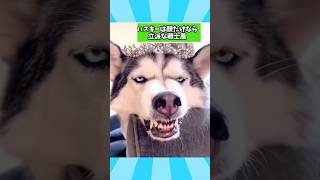 ハスキーさんの動画見て笑ったら寝ろwwwwwwww