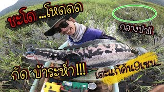 ปลาชะโด  โหด กัด  ระห่ำ!!! งัดออกจากป่า  !! #เตะแก้คัน9เซน #Giantsnakehead