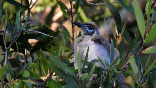 Little friarbird 2017 10 24 DSCN2503