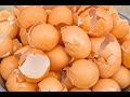 You Will Never Throw Away Eggshells After Watching This