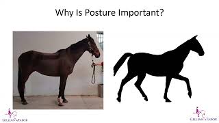 Changing horse's posture  - a framework for success