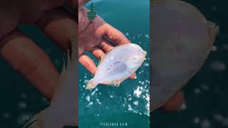 😳எங்கள் வலையில் வந்து கிடைத்த அரிய வகை மீன்🐟| Sole Fish    #solefish #rarefish #fishing #trending