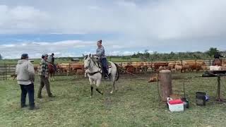 Jack LOT #10-HIGH CALL HORSE SALE AUGUST 7TH