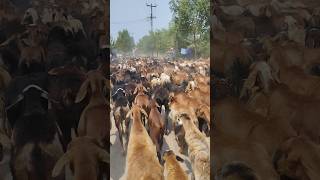 మేకల మంద #folk #explorepage #goats #villagelife