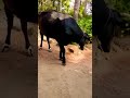 how to raise a cow she is black my little sweet അമ്മിണി നിങ്ങളുടെ വീട്ടിൽ പശു ഉണ്ടോ comments