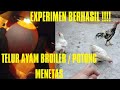 CARA TETASKAN TELUR AYAM BROILER/POTONG