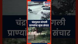 Chandrapur Viral Video: चंद्रपुरात पुन्हा जंगली प्राण्यांचा मुक्त संचार