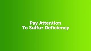 Pay Attention To Sulfur Deficiency