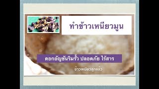 ข้าวเหนียวมูนอัญชัน ข้าวเหนียวมะม่วว #อาหารไทย #ขนมหวาน