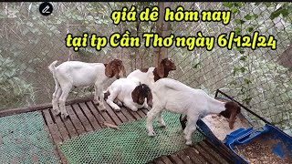 giá dê hôm nay tại tp Cần Thơ ngày 6/12/24