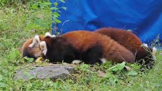 WOW!!! adorable red panda🍼🍼🍼 #amsr #foryou #ailurusfulgens #redpanda #fpy #zoo #cute