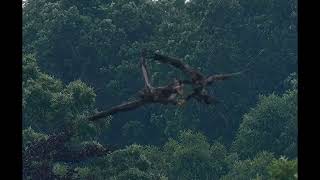 Bald Eagles of Centerport - Babies Lock Talons - Soar together! 7-9-24