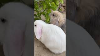 Who knew munching could be this cute? #rabbit #eating #healthy #munching