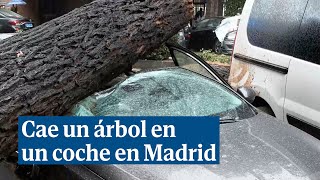 Cae un árbol de 20 metros en un coche en la calle Embajadores de Madrid