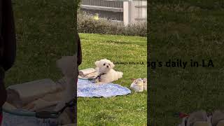 #Cute dog's #daily in #LA #puppy#dog#vlog#엘에이#강아지#브이로그