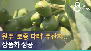 [G1뉴스] 원주 '토종 다래' 주산지.. 상품화 성공