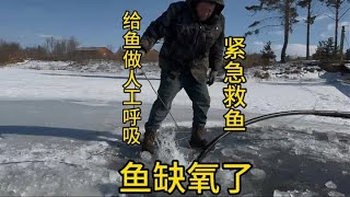 【两头忙活的老刘】咱家池塘有点缺氧的情况小鱼都浮上来了有人知道这情况大鱼怎么样 #冰天雪地 #破冰救鱼 #东北的冬天 #真实的农村生活 #三农