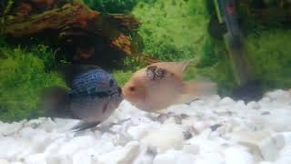 flowerhorn vs flowerhorn fight,flowerhorn fight,flowerhorn fish fight