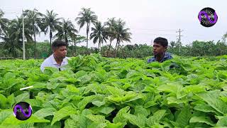 আধুনিক পদ্ধতিতে ডাটাশাক চাষ (ডাটাশাকে লাভ বেশি)। Green amaranth production technology/ Data shak .