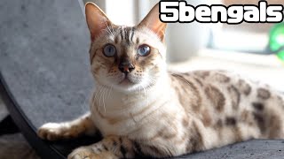 How to identify a Bengal Cat with beautiful eyes!