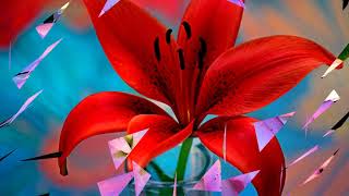 Beautiful, colorful lily flowers (HD1080p)