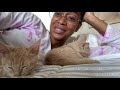 i adopted two kittens vlog caché bisasor